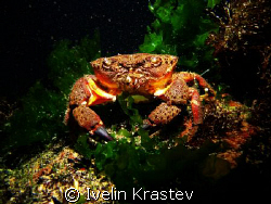 Eriphia verrucosa(Pagur) by Ivelin Krastev 